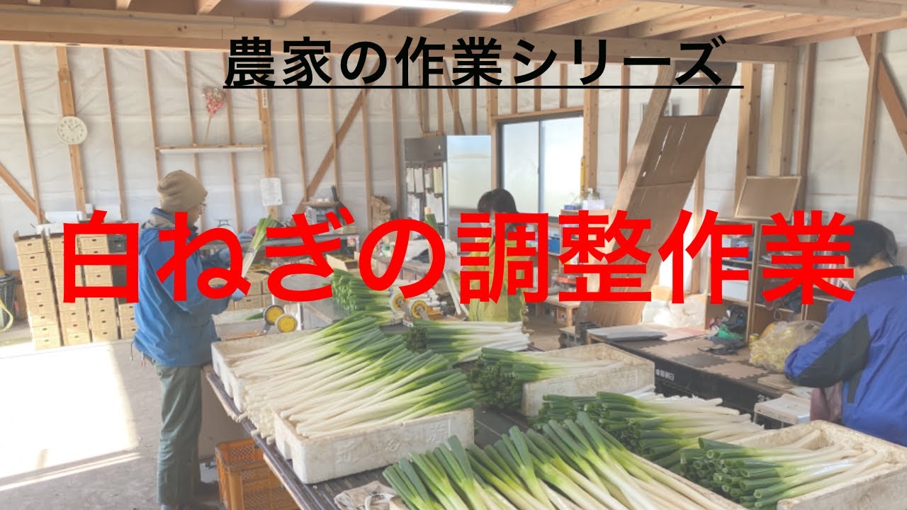 白ねぎの調整作業/畑から持ち帰って市場に出荷するまでの行程/根葉切り、皮むき、結束箱詰め