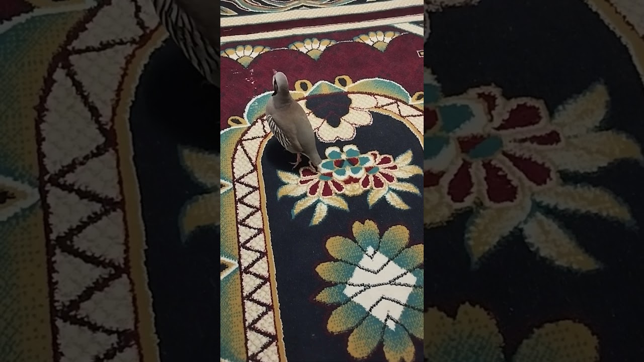 Кабки фуруши шикори тел 555590767