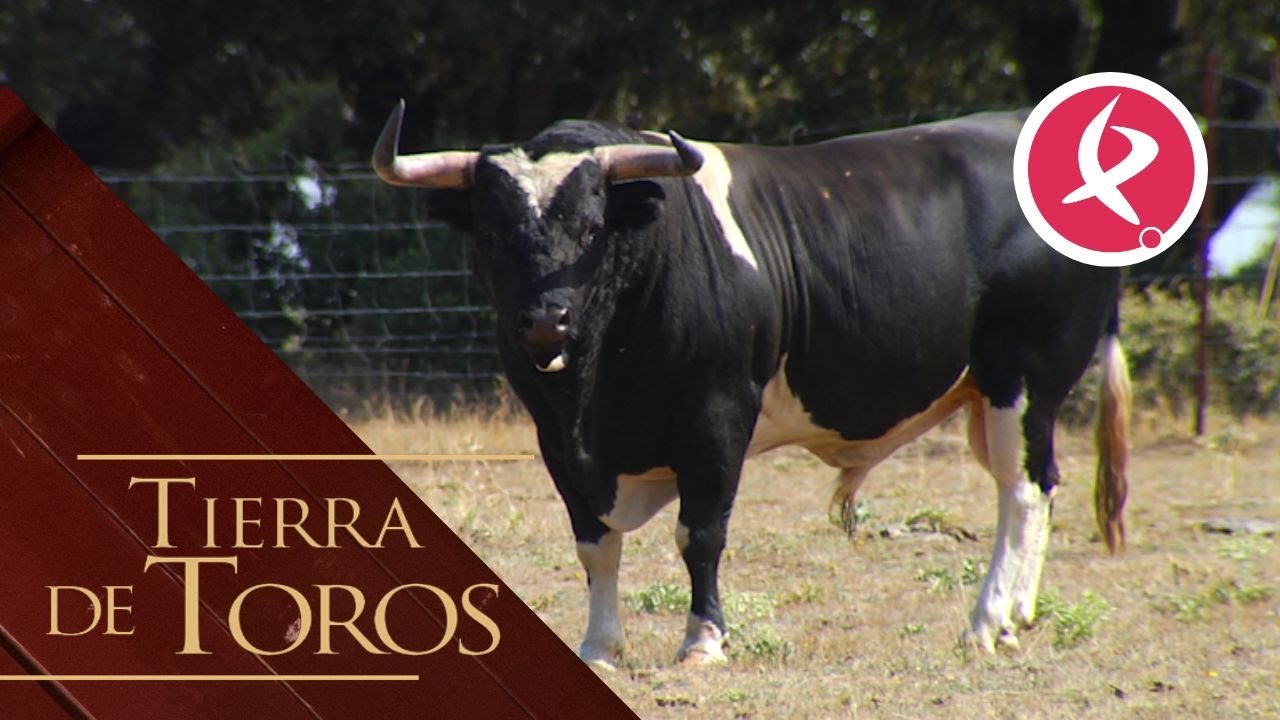 100 años de un toro único | Tierra de Toros