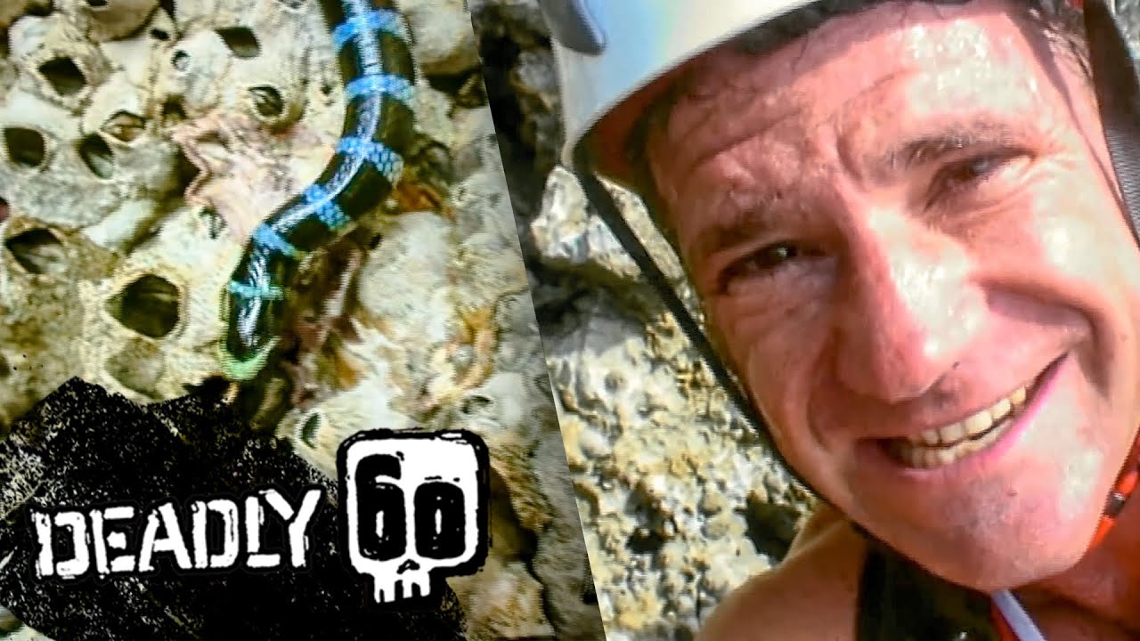 Rock Climbing for Snakes | Deadly 60 | BBC Earth Kids