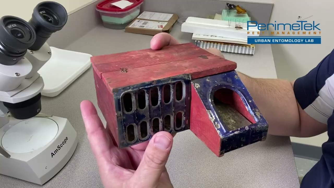 Catchemalive Mouse Trap