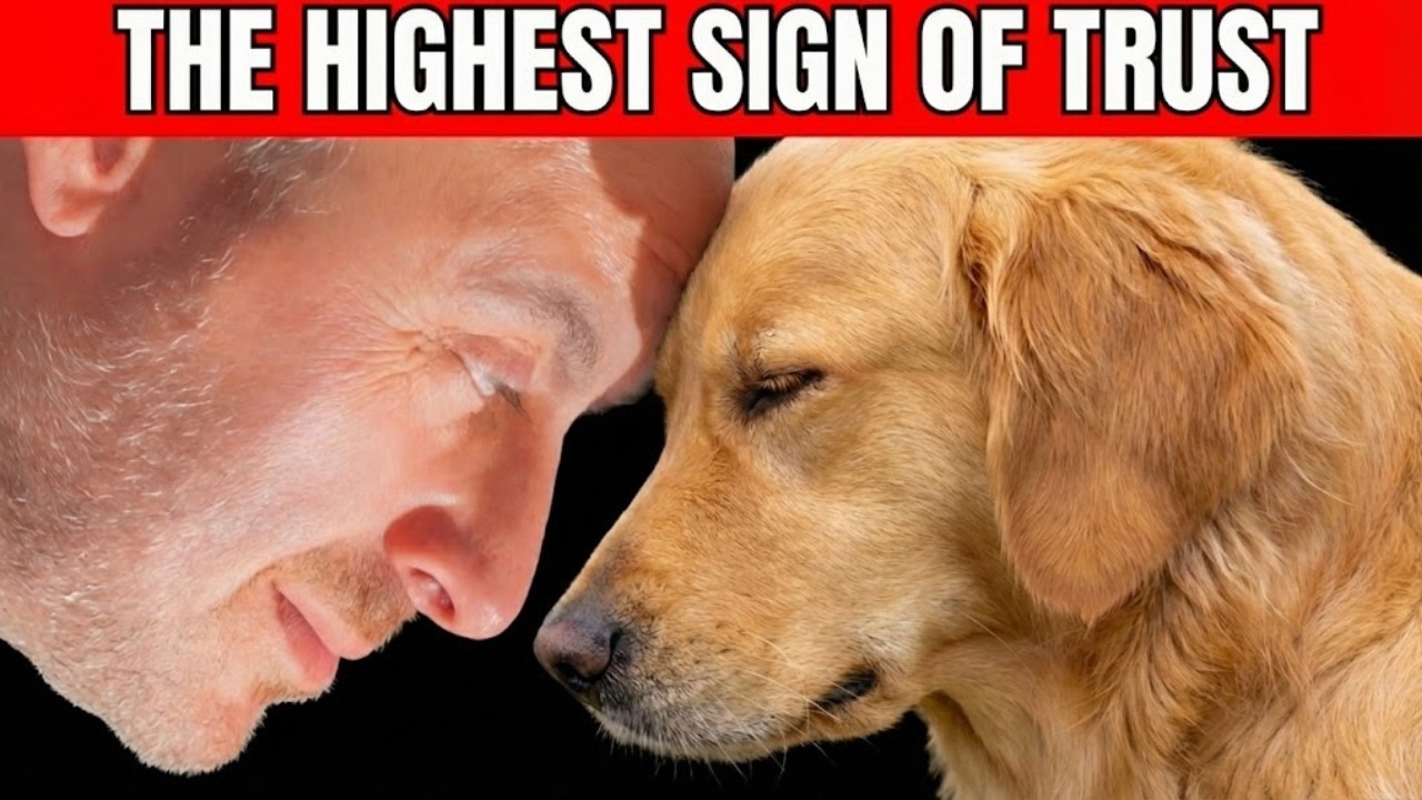 12 Deepest Compliments a Dog Can Give You | Dog Love