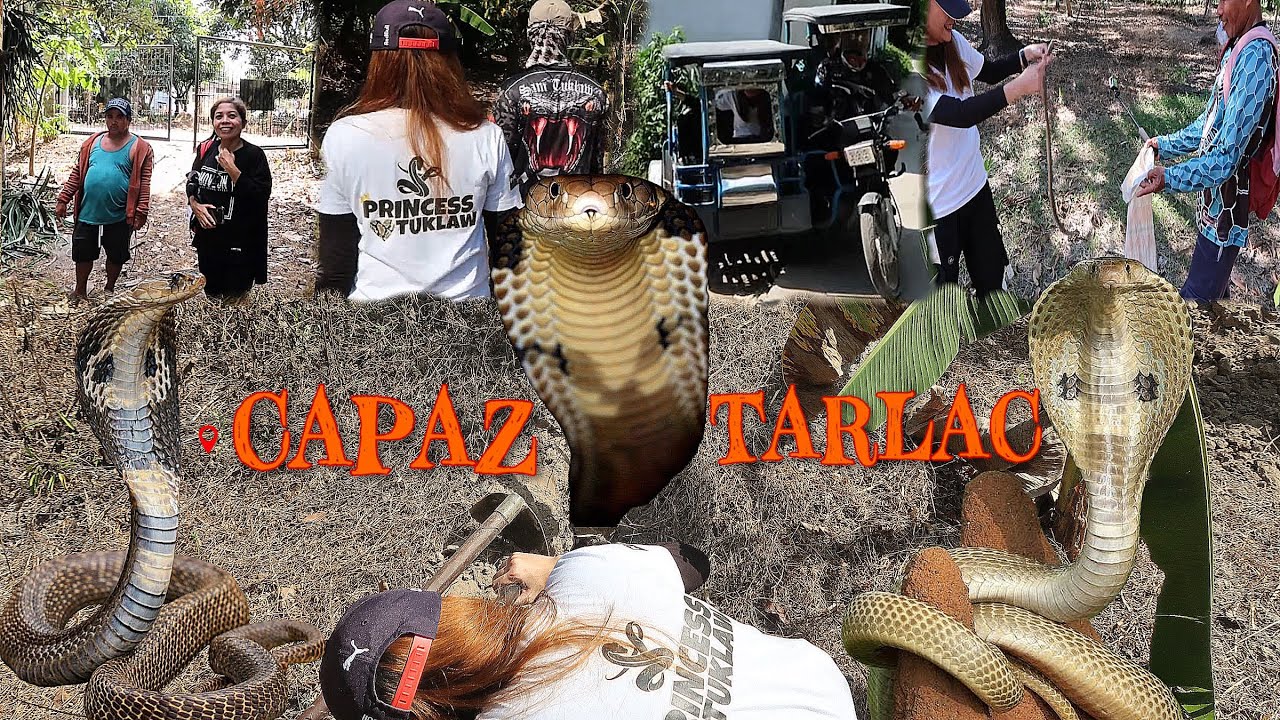 KATAHIMIKAN SA FARM NG CAPAS TARLAC NABULABOG NG MGA TATLONG NAHULING AHAS #princesstuklaw
