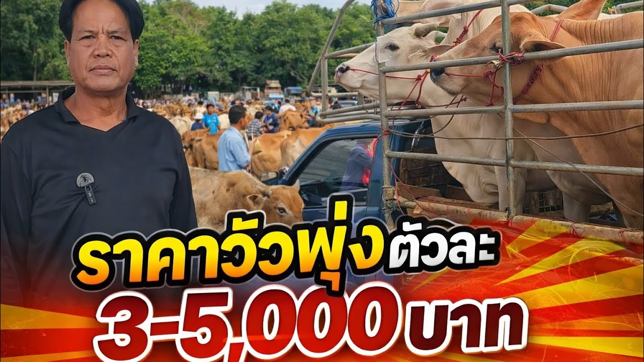 ต้นปีราคาวัวเนื้อพุ่งขึ้น ตัวละ 3-5,000 บาท #ฟาร์มวัว #เลี้ยงวัว #เกษตรพอเพียง 