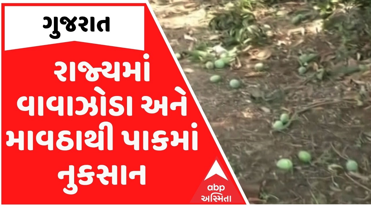 Gandhinagar | રાજ્યમાં વાવાઝોડા અને માવઠાથી પાકમાં નુકસાન, કેસર કેરી સહિત બાગાયતી પાકને નુકસાન
