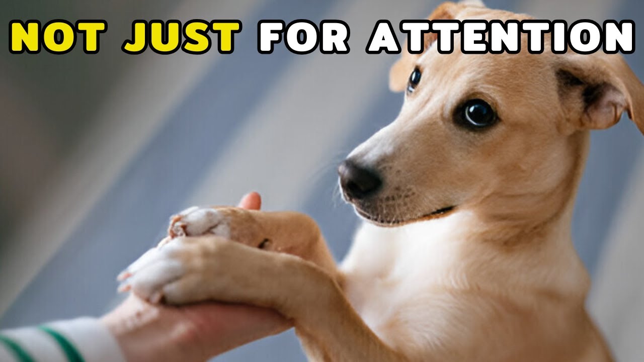 If Your Dog Puts Their Paw on You, THIS Is What They&rsquo;re Saying!