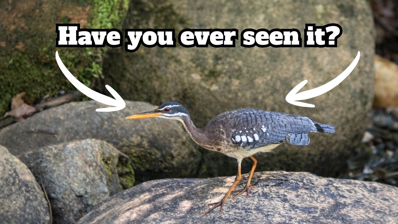 SUNBITTERN IN COSTA RICA!