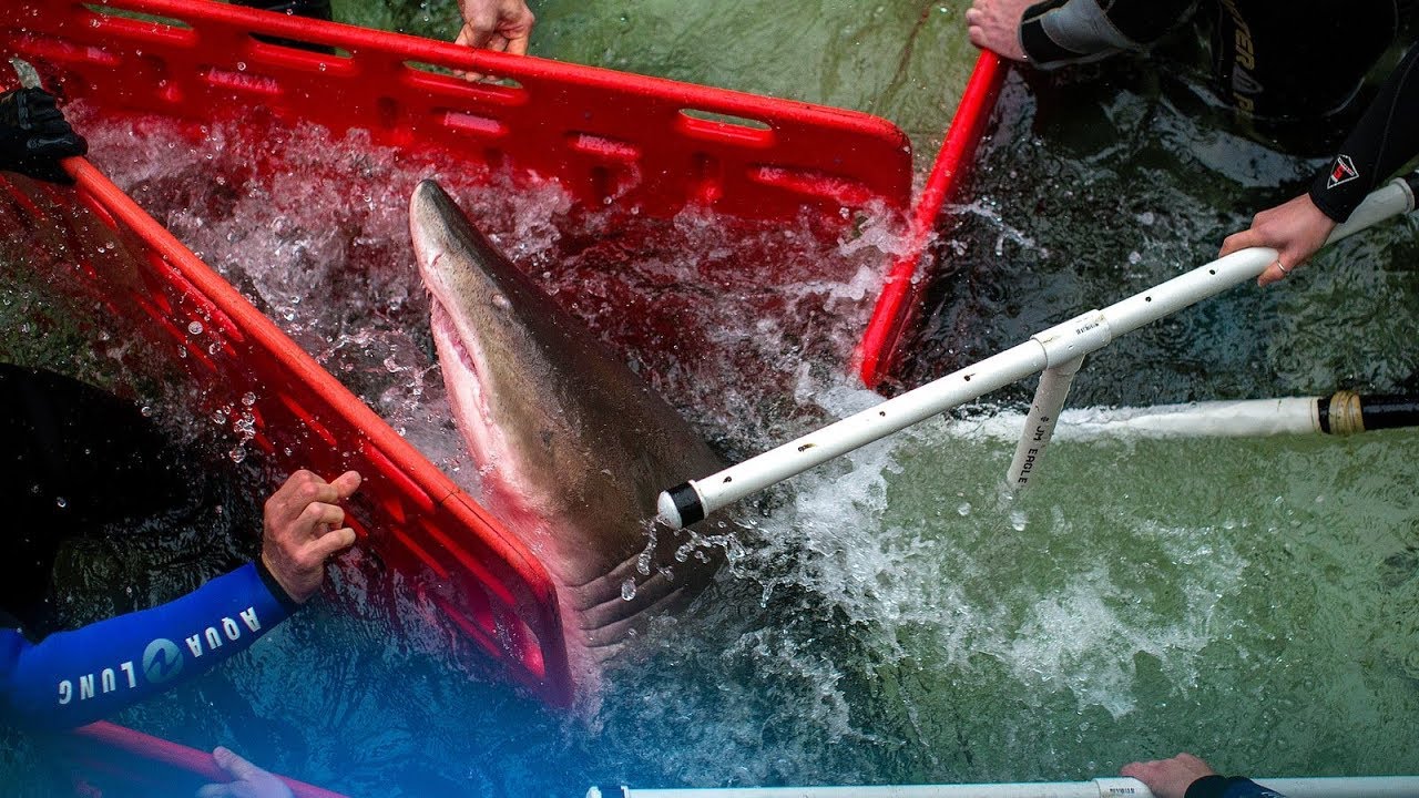 How Do You Move a Shark? It's Complicated  | NYT