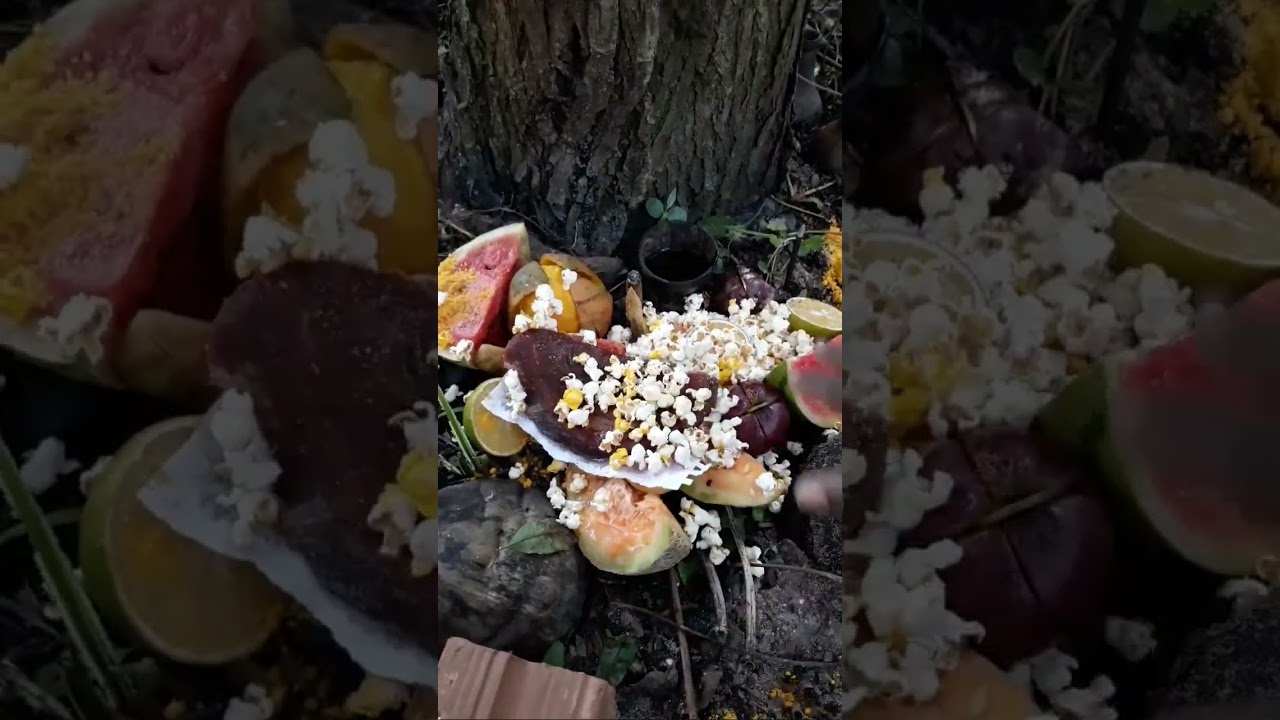 Jurema Sagrada Catimb&oacute; MACUMBA PODEROSA Triunfa Mestres Deluca Natal Malunguinho Caboclo Juremeiros