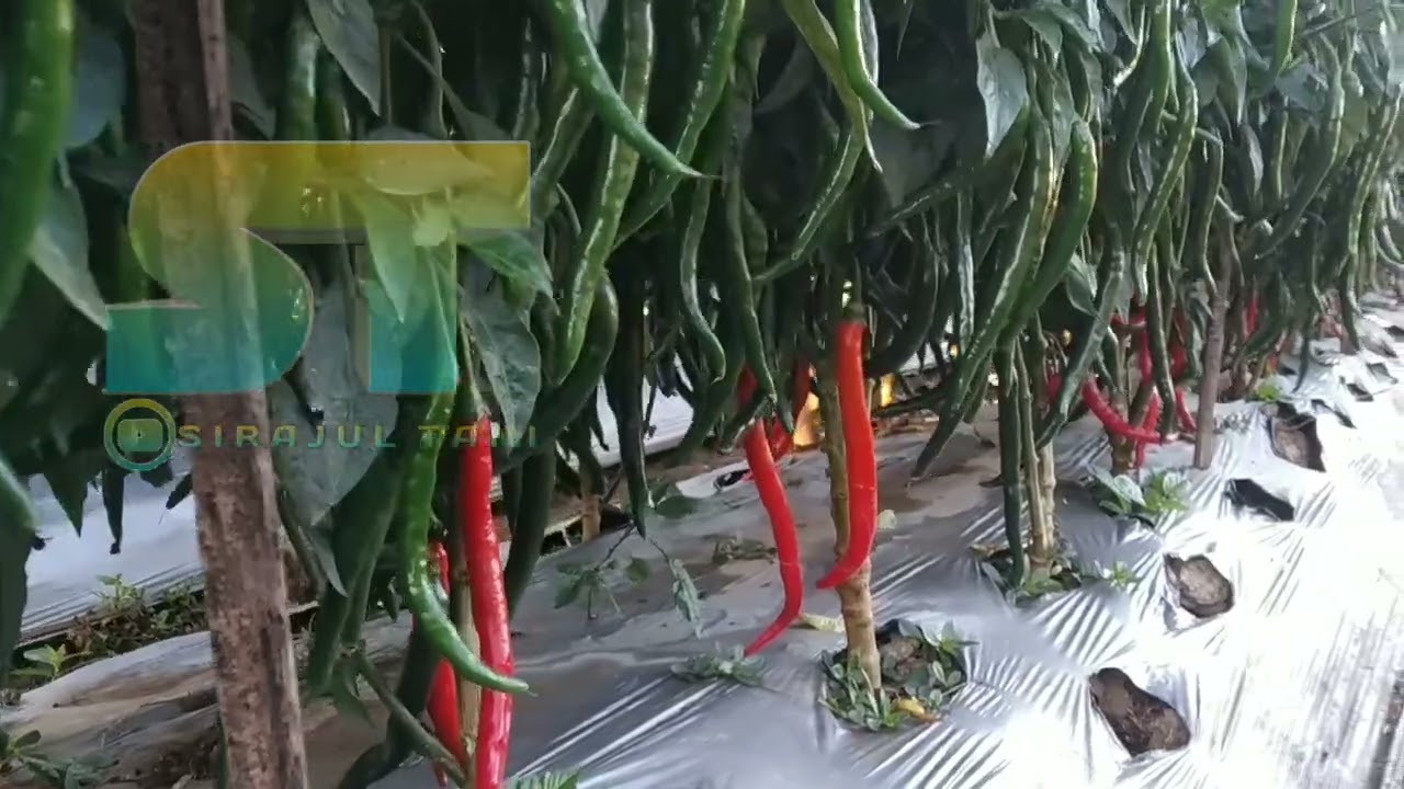 Cabe merah besar SUPER LEBAT,,,Setelah Masuk Usia 4 Bulan,
