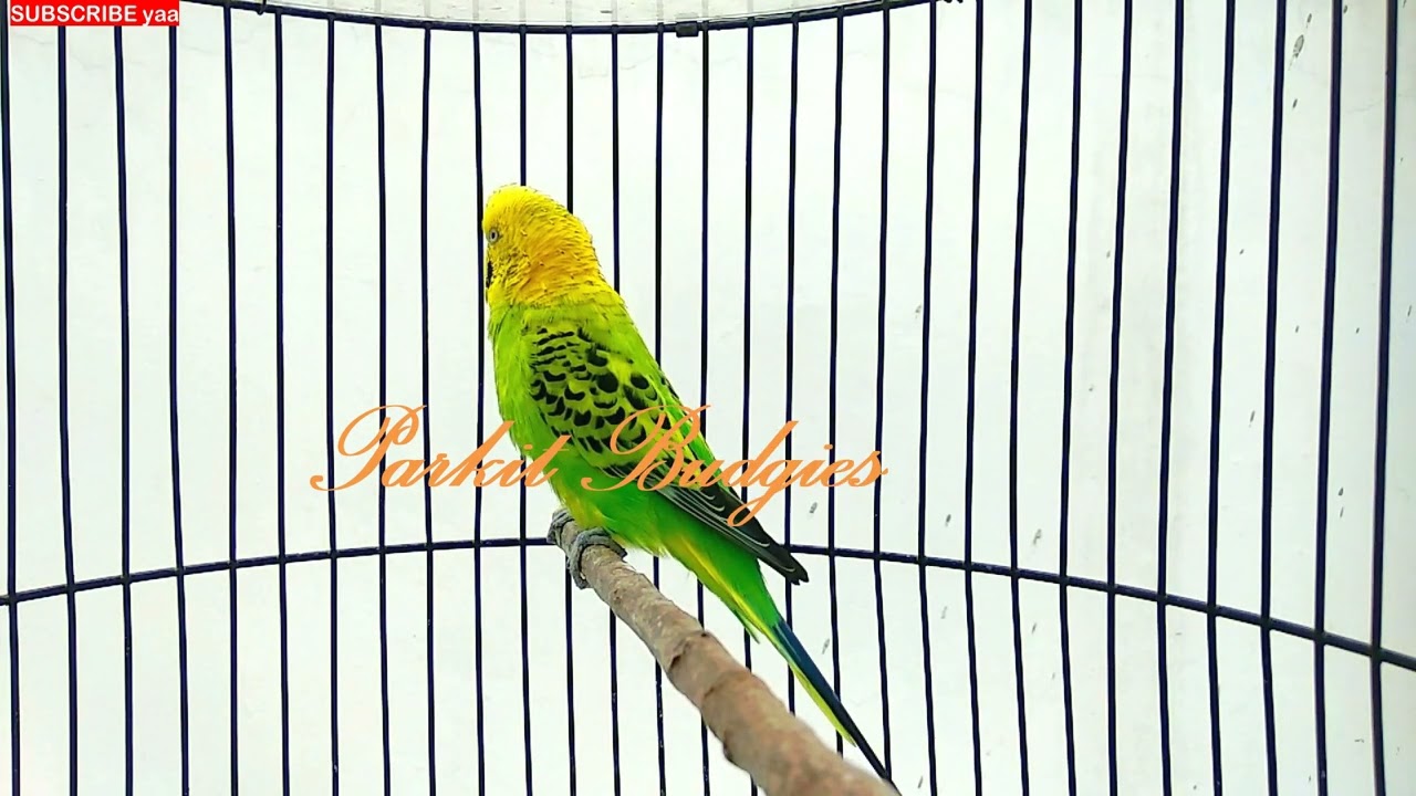 MASTERAN PARKIT GACOR ! full Isian - Pancingan Parkit Agar Gacor -  Parkit Kicau / Budgie Parakeet