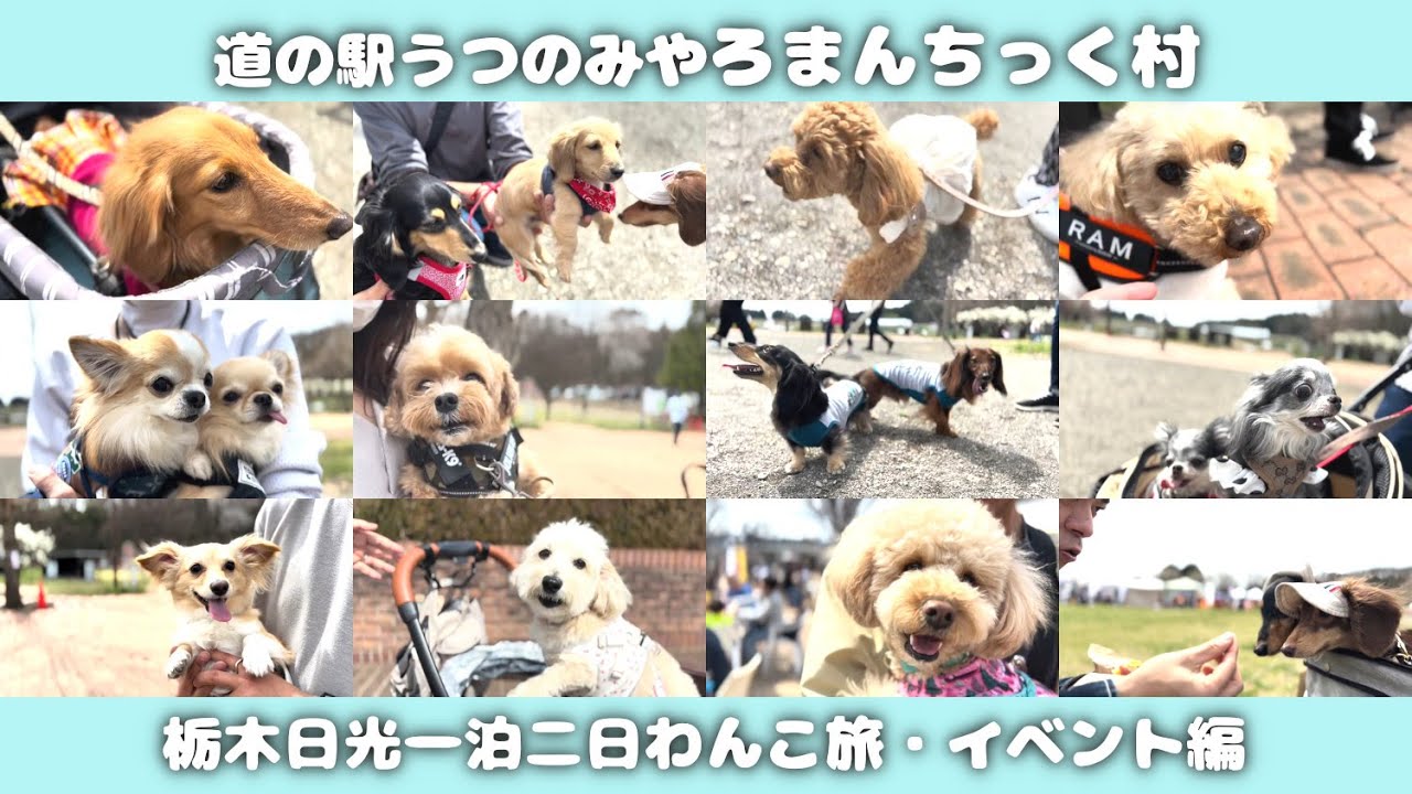 【犬連れ旅行栃木愛犬イベント】道の駅うつのみやろまんちっく村のイベント「PILI ALOHA Fes.with DOG」行ってきたよ🐾1泊2日わんこ旅1/3 2024.4
