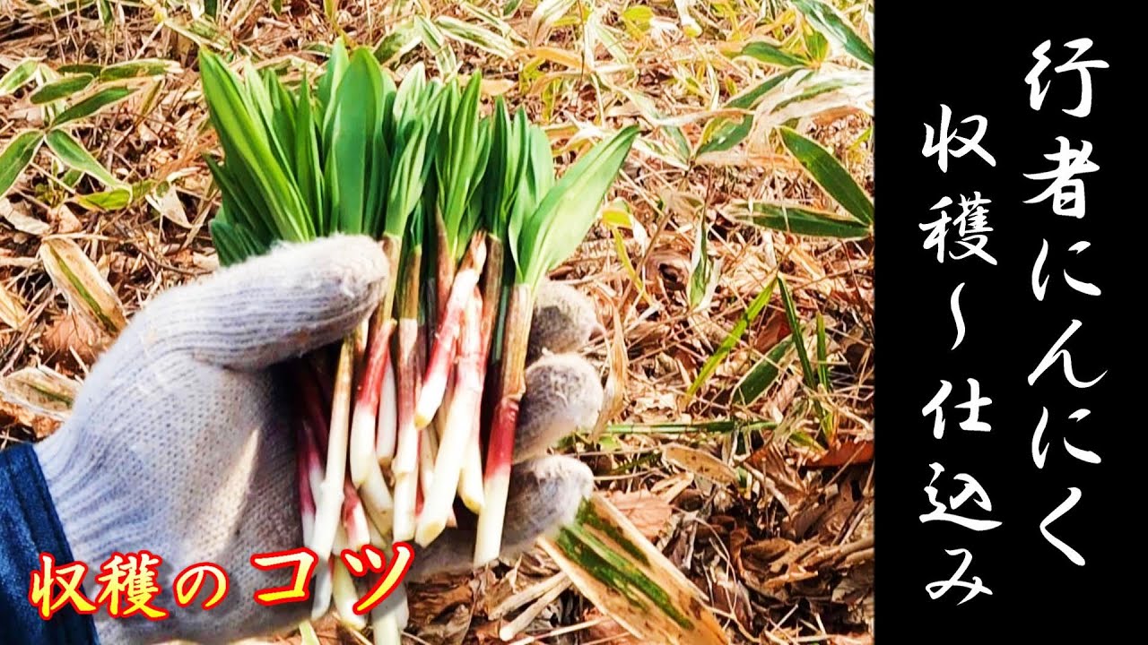 【行者にんにく】収穫のコツと下処理が簡単になる方法