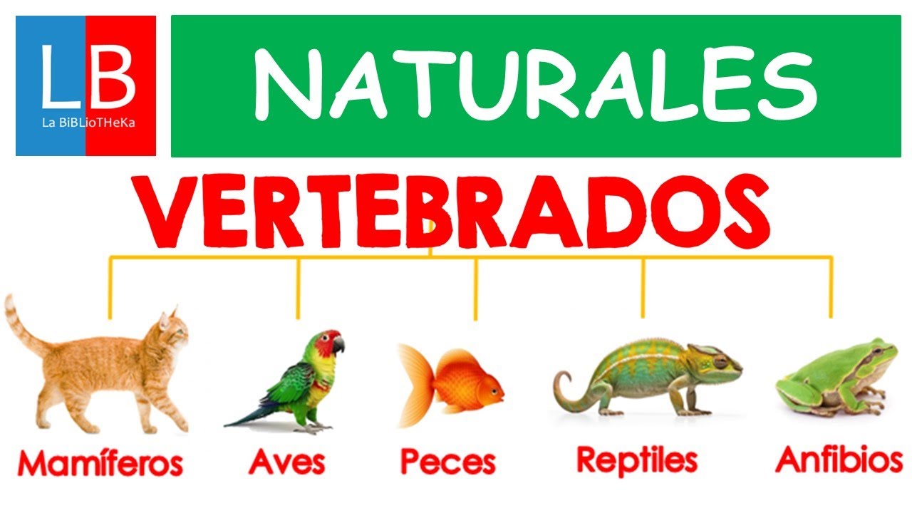 Animales VERTEBRADOS para niños ✔👩‍🏫 PRIMARIA