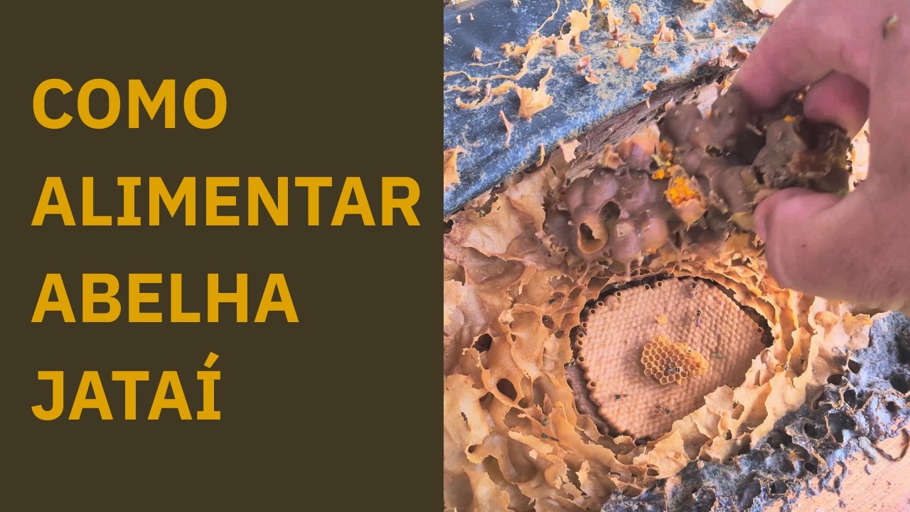 Como ALIMENTAR ABELHA JATAÍ