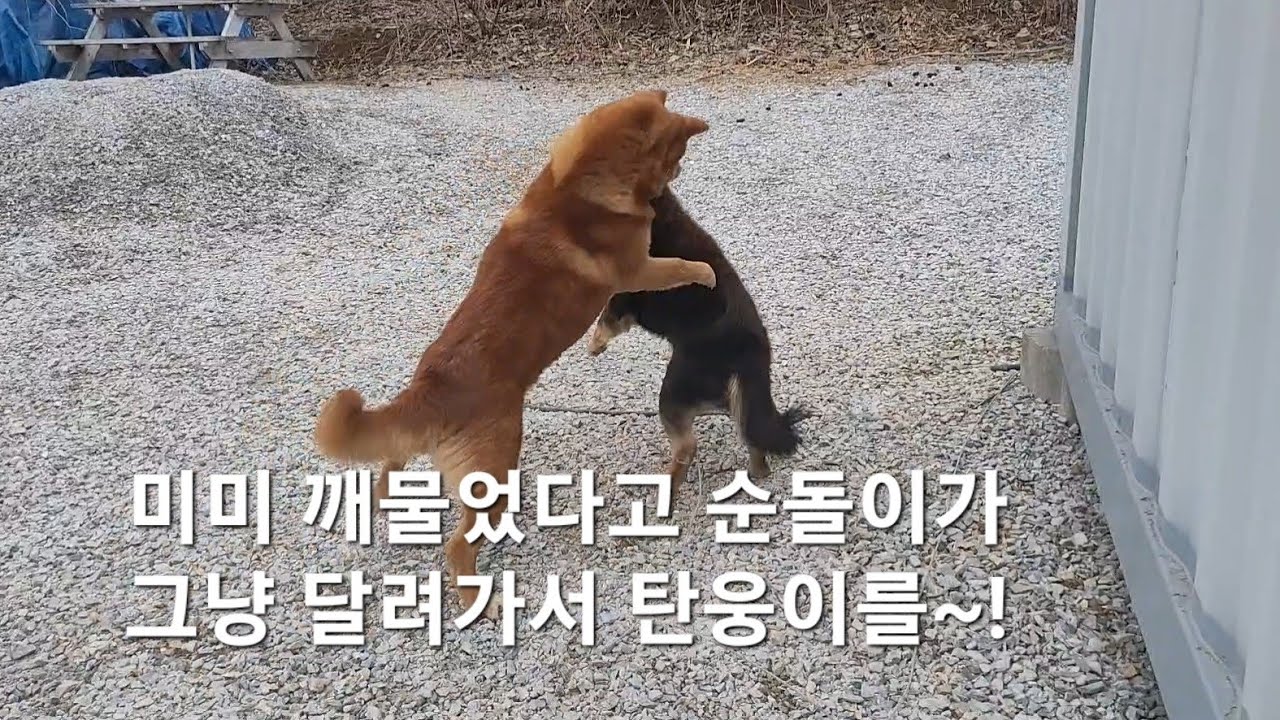 미미가 탄웅이한테 물렸어요.
