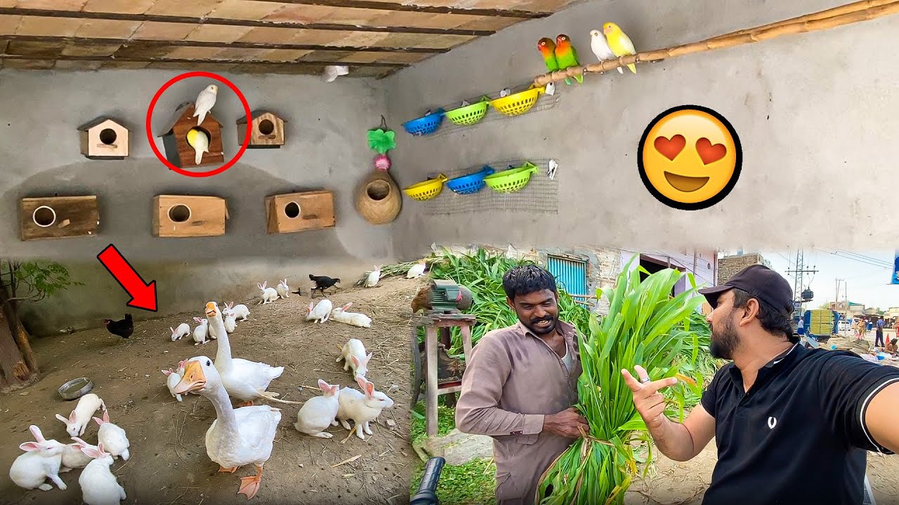 Mini Zoo Par Pets Ko Pasand Ka Khana Diya 😍❤️ | Dehati Mamu