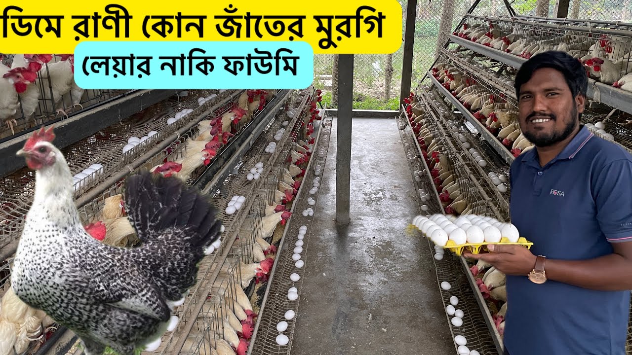 ডিমে রাণী কোন জাঁতের মুরগি ফাউমি নাকি লেয়ার | ফাউমি মুরগি পালন | লেয়ার মুরগি খামার | Aminagro