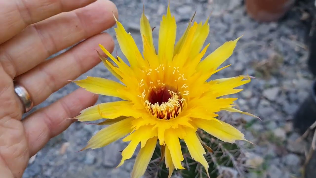 День опыления: Echinopsis Shooting Star Jagged, Томас Штёфер