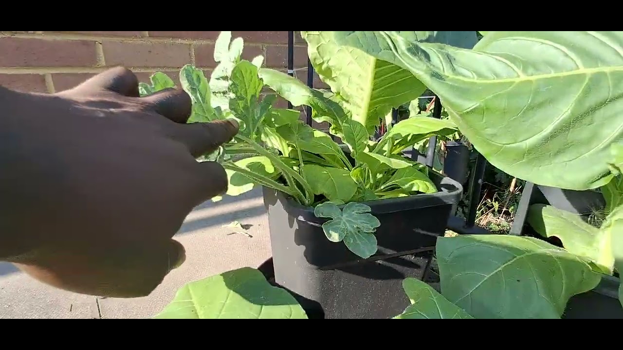 Garden update ( Tobacco, ganja, tomatoes ) 26 July 25 #ukgrow 
