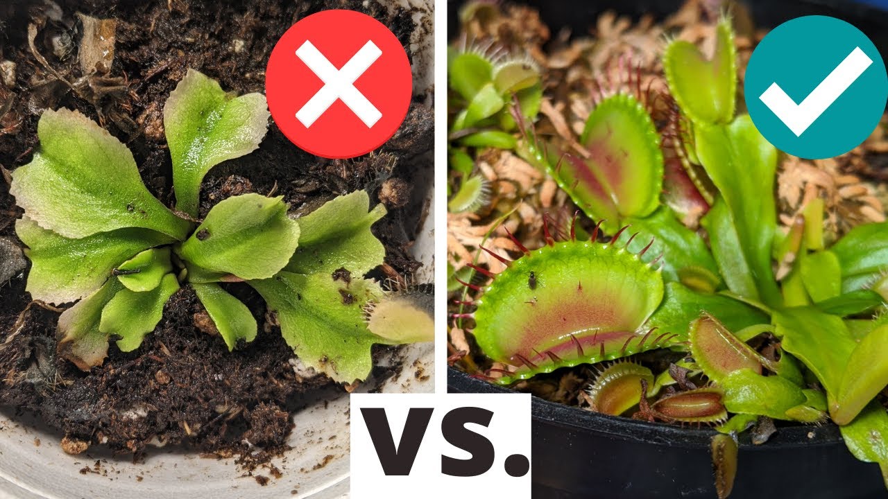 Top 5 Beginner Mistakes When Growing Venus Flytraps (PLUS care tips and solutions 💡)
