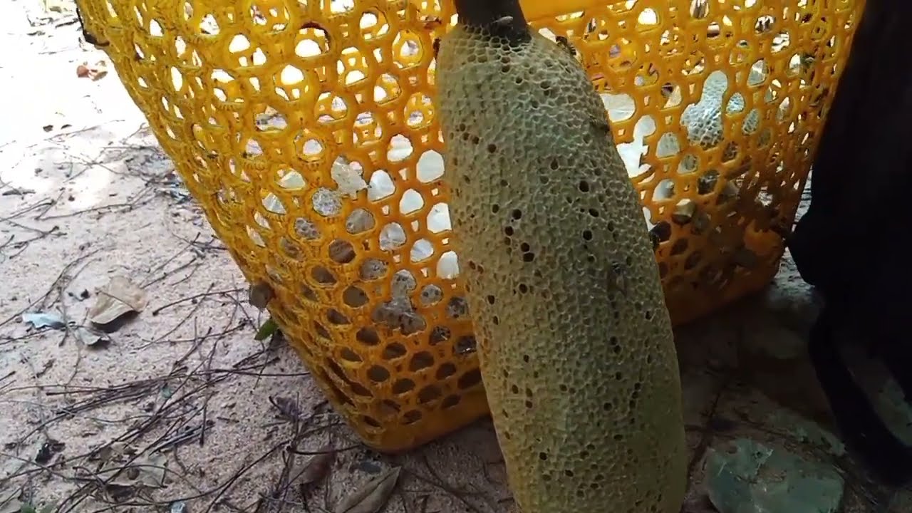 tiếm tục săn bắt ong 🐝 ở TÀ MON khu vực hàm Thuận Nam. 🐝🐝