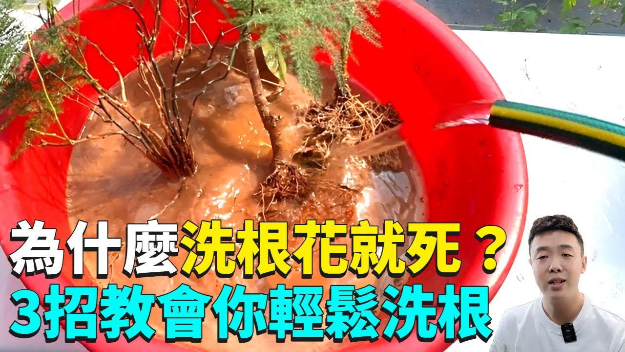 養花換盆洗根要注意什麼？為什麼你一洗根花就死？3大點給你說透，大大提高成活率!|禪藝綠植工作室