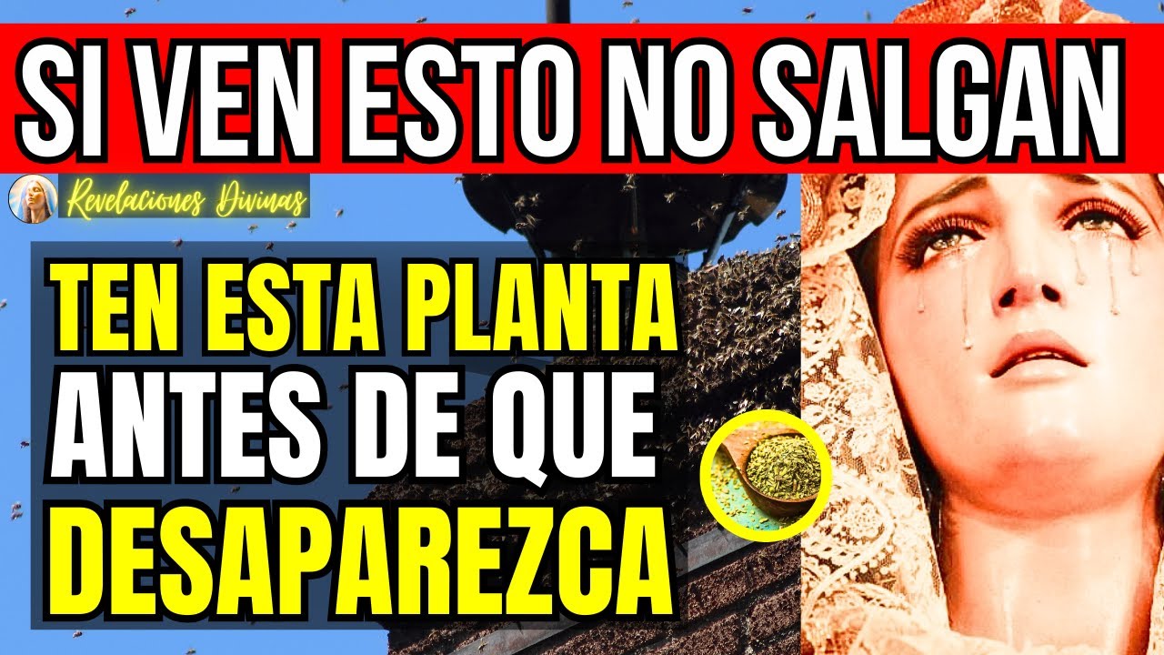 Revelación divina de hoy : Profecía San Miguel a Luz de María | El auxilio de la Virgen María