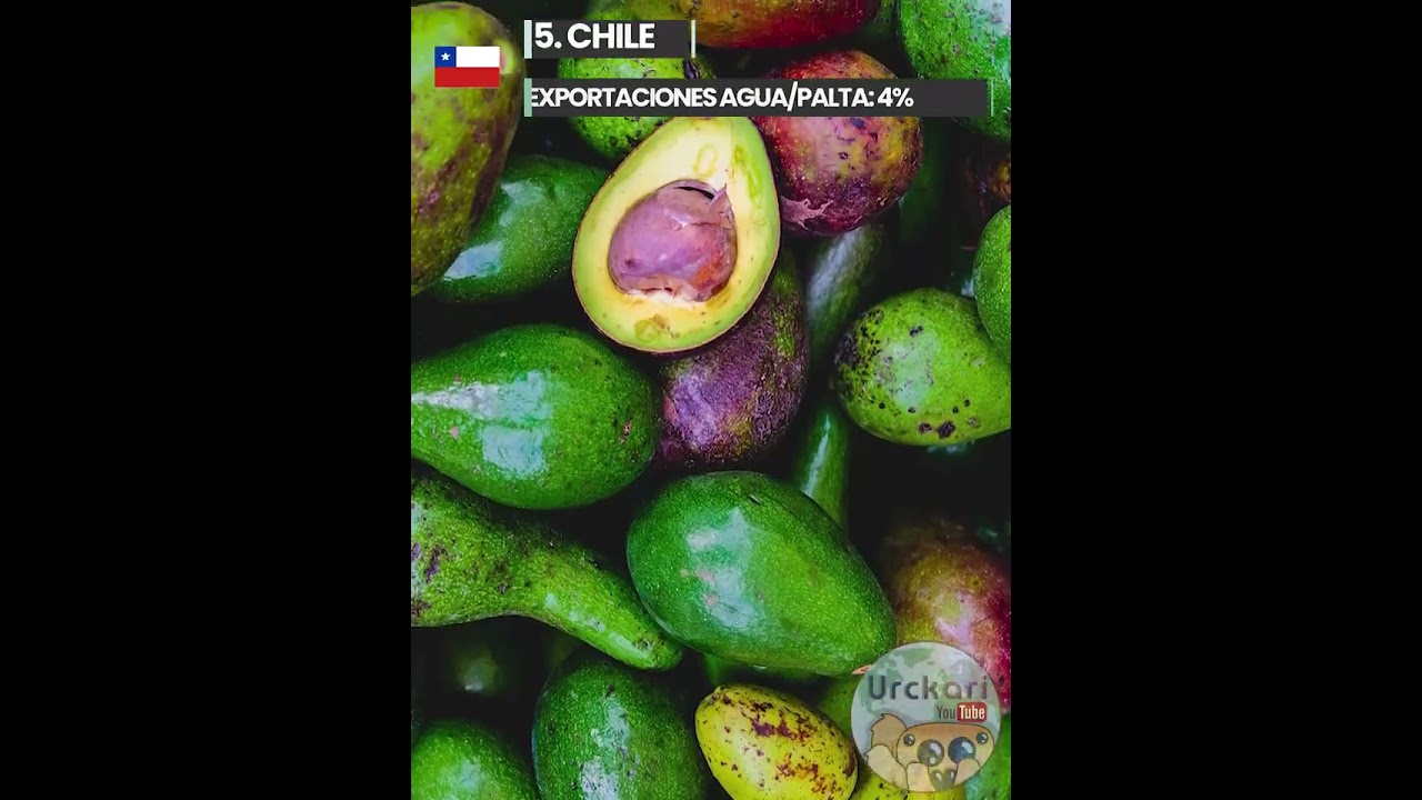 Los 10 mayores exportadores de Aguacate/Palta del mundo. #urckari #geografia #aguacate #educacion