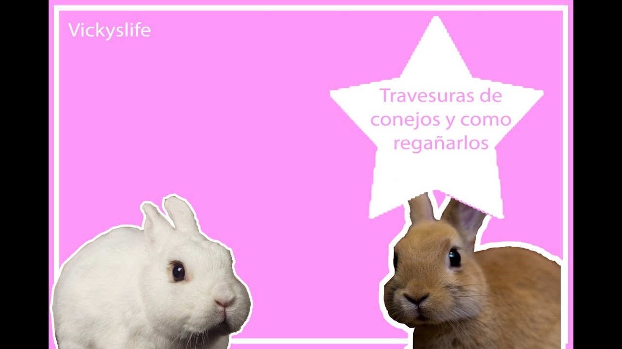 Travesuras de conejos y como regañarlos