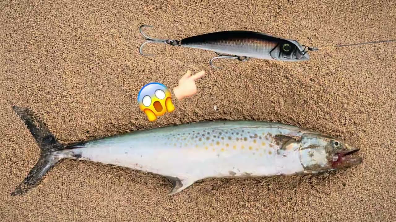 PESCA EN LA ORILLA CON ESTE SEÑUELO 🎣 ¡NO FALLA!😱シ 