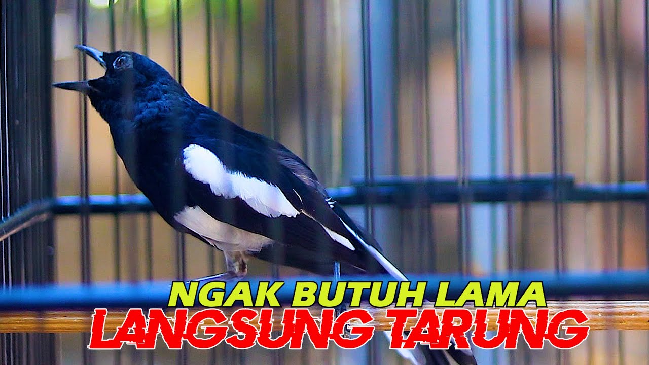 SONTAK KACERMU JADI EMOSI, PANCINGAN KACER AGAR MAU TARUNG NEMBAK