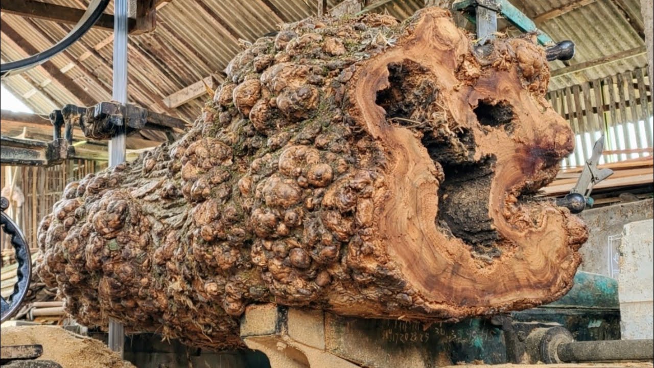 Amazing! Hollow teak sawmill that offers the best luxury