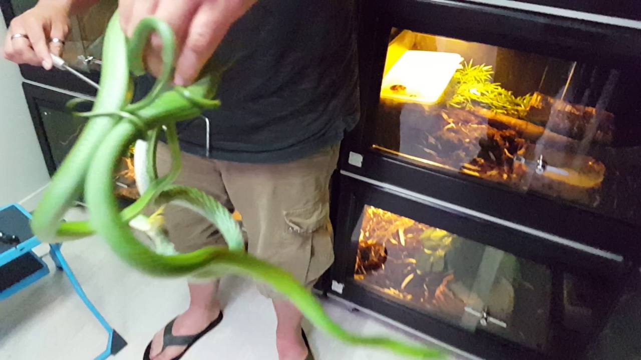 Gonyosoma boulengeri