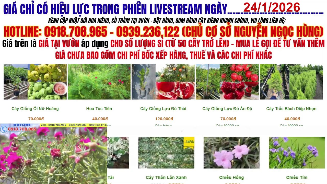 Cập Nhật Giá Cỏ Thảm Và Hoa Kiểng Sa Đéc Mới Nhất 2026 – Nhiều Loại Đẹp, Giá Bất Ngờ!