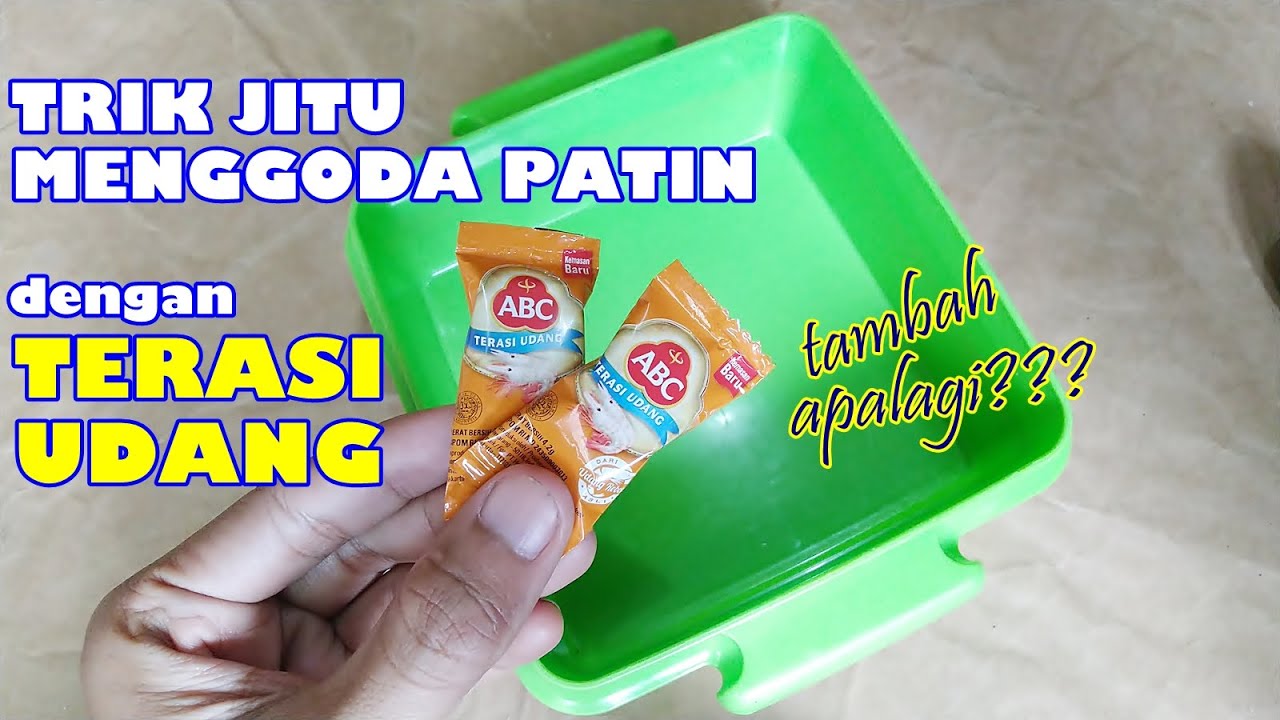 Trik Racikan Umpan Ikan Patin Bahan Terasi | Belajar Mancing #44