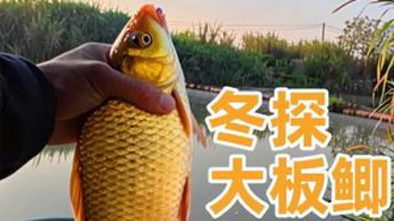 早起的鸟儿有虫吃#城市渔仓 #野生大板鲫 #黑鸭子猛料 #休闲野钓