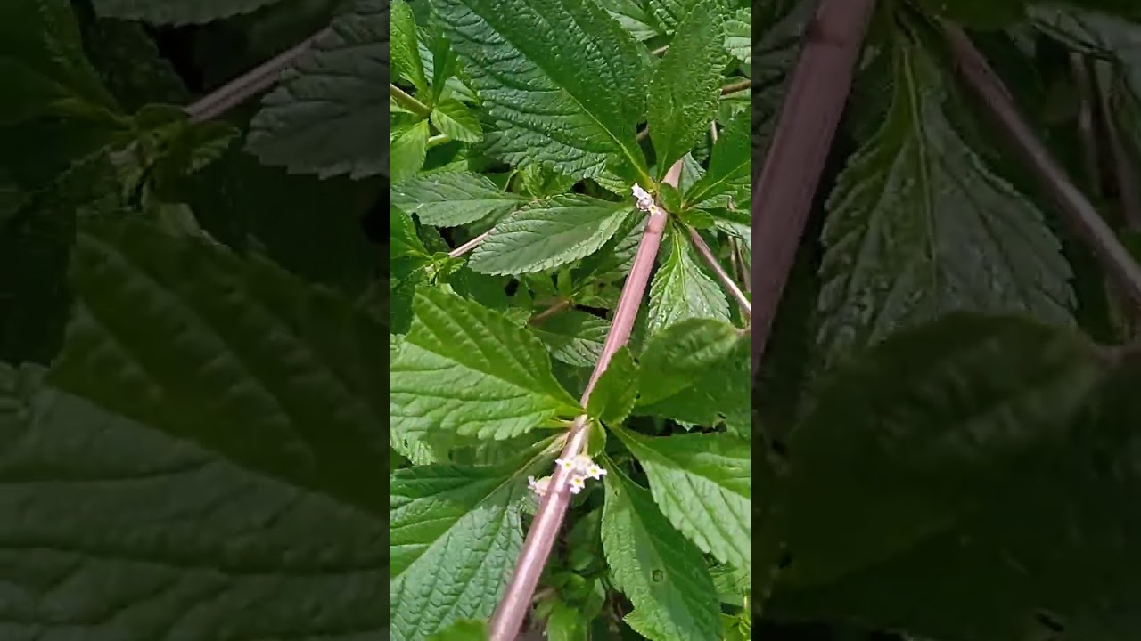 Toronjil o poleo #plantas #toronjil#poleo#naturaleza