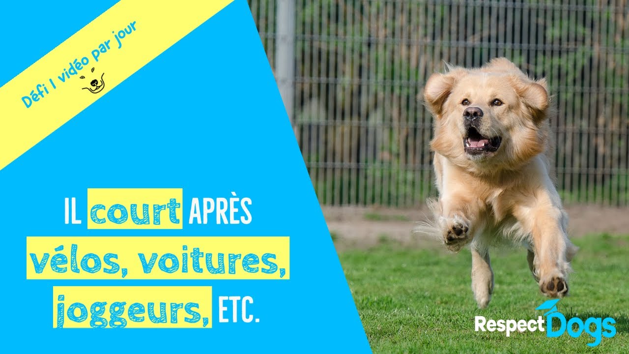 Pourquoi MON CHIEN ATTAQUE les v&eacute;los ?