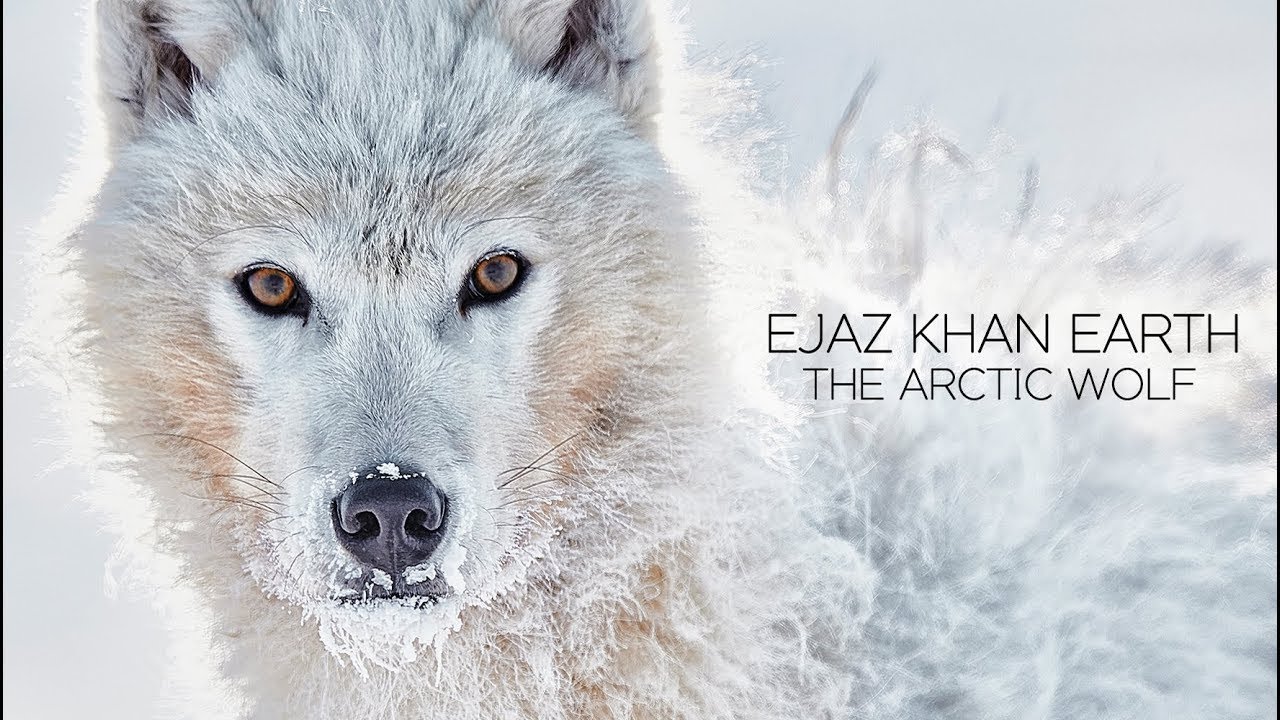 How Arctic Wolves Survive the Coldest Winter