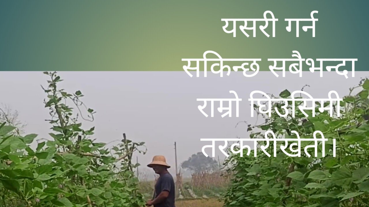 घिउ सिमि लगाउने उत्तम तरिका??