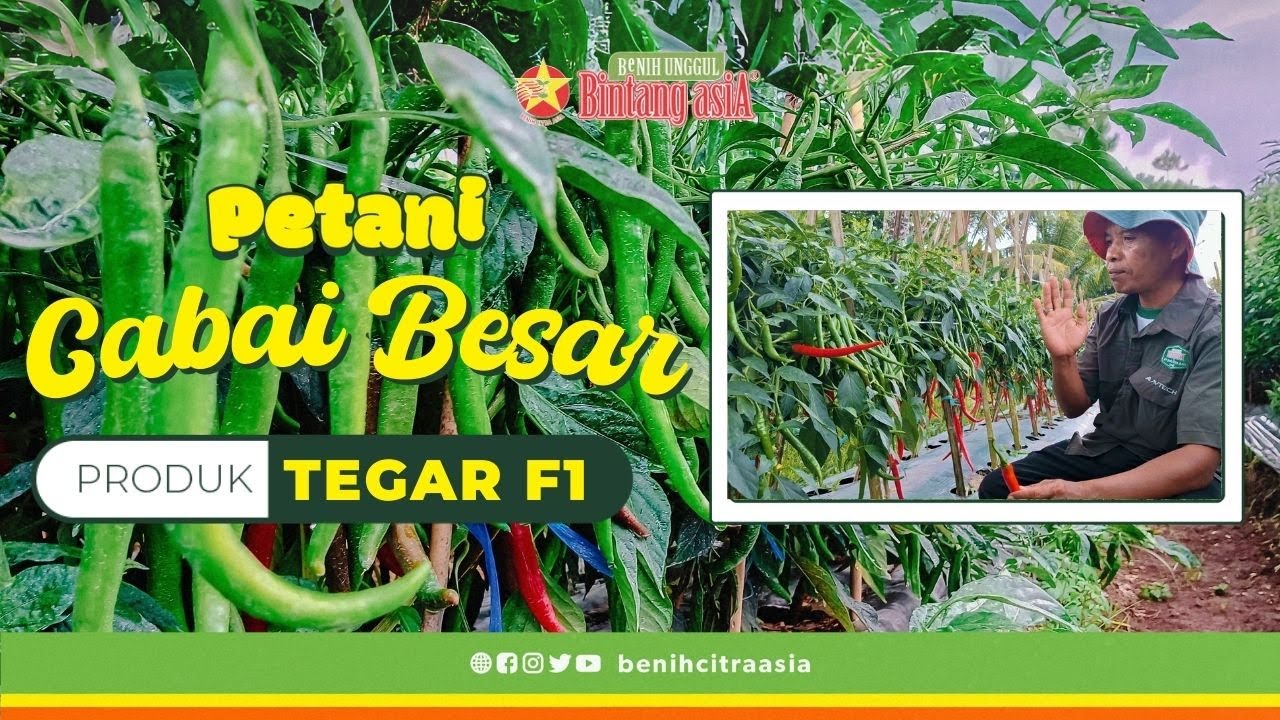 CABAI BESAR TEGAR F1 |  Bukti Petani Sukses TEGAR F1 🌱🌶️ #ntb #lombok #tegar #bintangasia