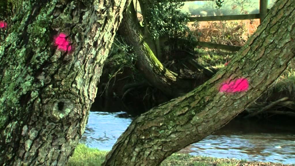 Restoring New Forest streams