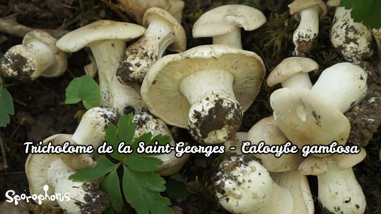 Tricholomes de la Saint-Georges