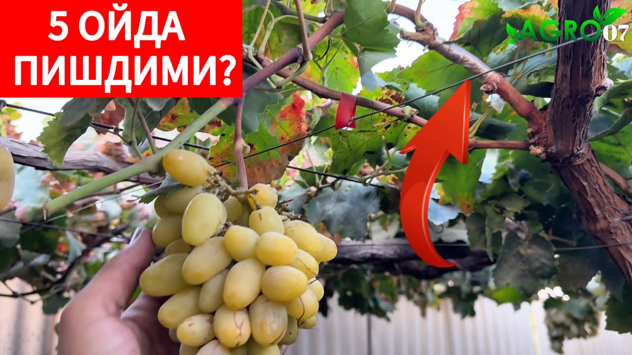 Пайвандимиз натижаси