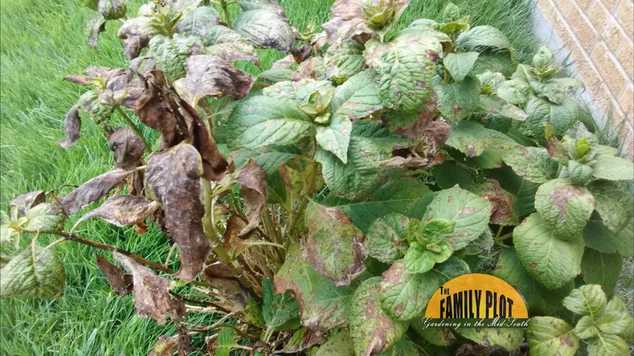 Q&A &ndash; What is wrong with my hydrangea?