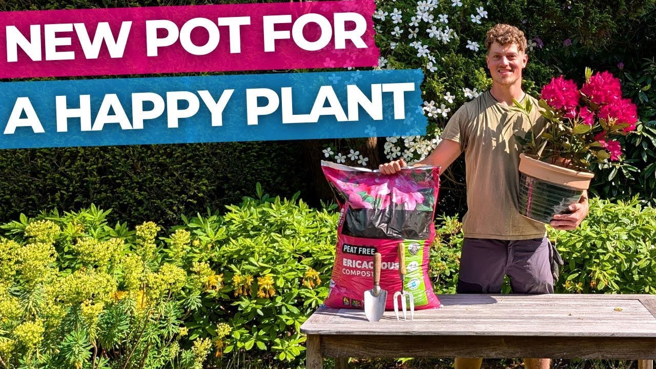 How to Pot Up and Grow a Rhododendron or Azalea | Full Guide