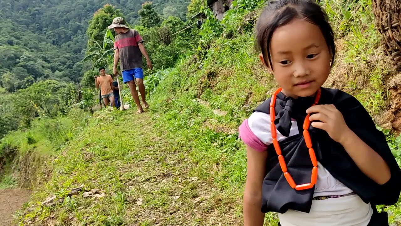 Traditional method of Paddy transplanting by Dzülhami Chakhesang Naga