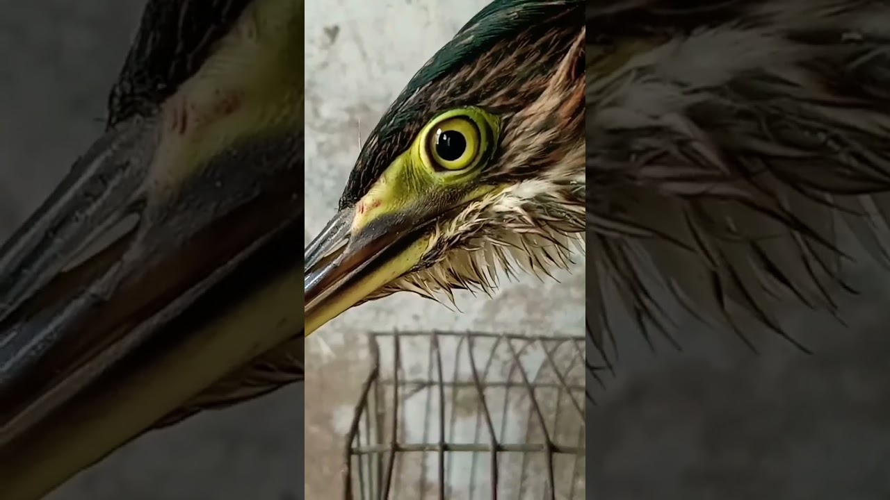 Black bittern 🖤