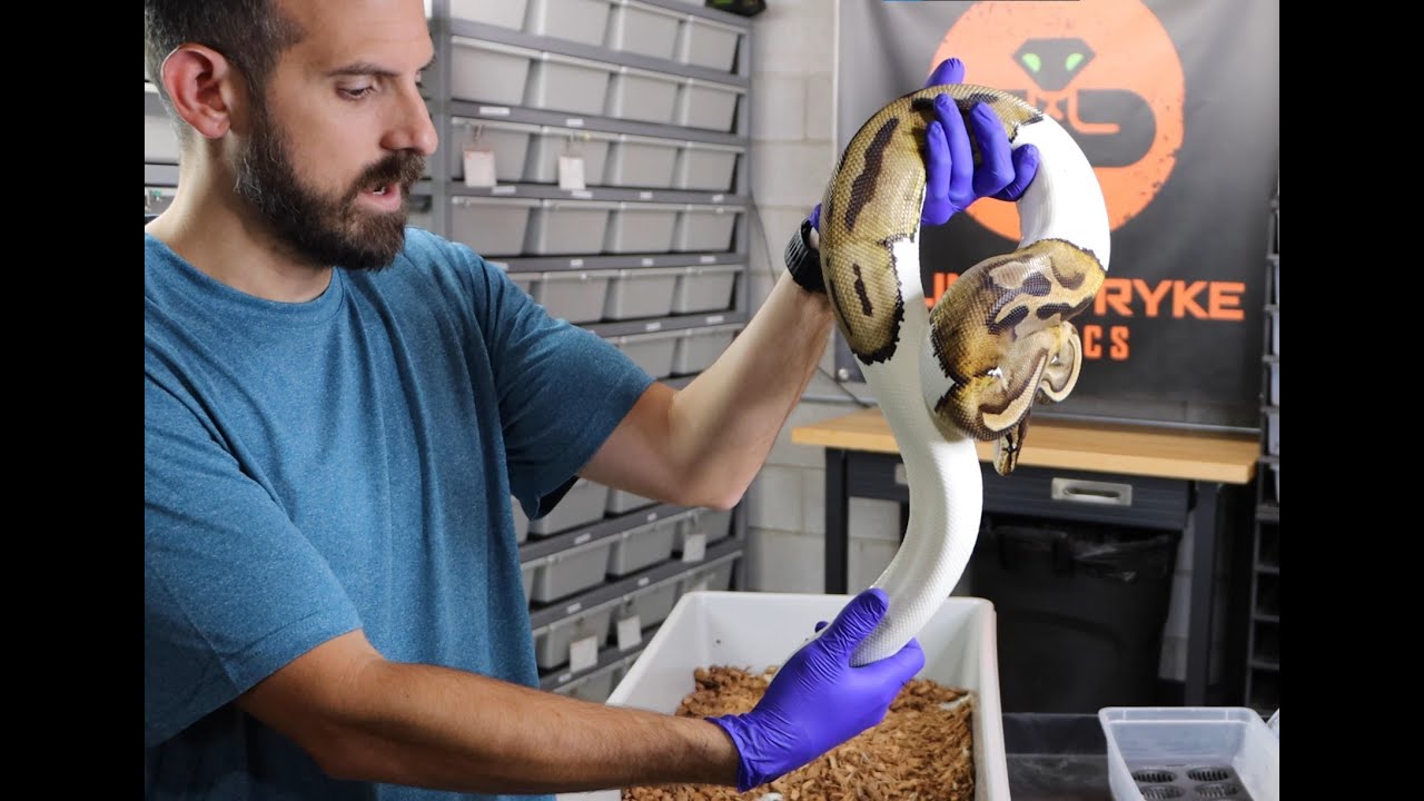 ORANGE DREAM PIED BALL PYTHONS ON THE WAY! V69